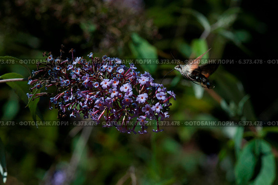 Hummingbird moth on a buddleia bush. Стоковое фото, агентство Ingram Publishing / Фотобанк Лори