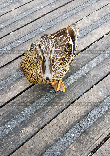 Hungry Duck. Стоковое фото, агентство Ingram Publishing / Фотобанк Лори