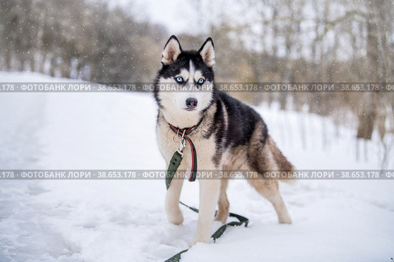 Husky dog portrait. Siberian husky with blue eyes in winter snowy park . Стоковое фото, фотограф Мария Мороз / Фотобанк Лори