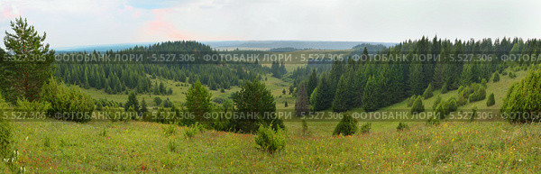 Хвойные леса Удмуртии. Панорама. Стоковое фото, фотограф Agnes Chvankova / Фотобанк Лори