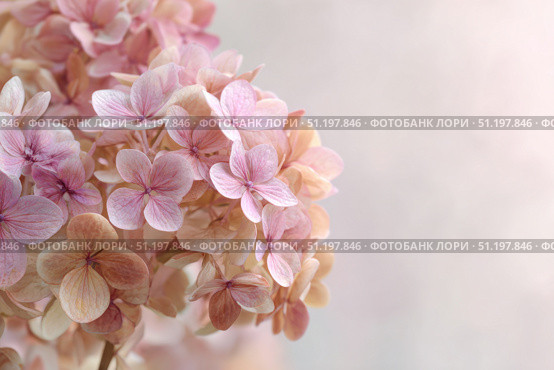 Hydrangea blooming. Peach heads of hydrangea flower petals. Beautiful Garden. Landscaping trend. Shrubbery blooms. Closeup hydrangea flowers. Space for text. Abstract minimal design. Soft shadow. Card. Стоковое AI-изображение, AI-художник Марина Демидюк / Фотобанк Лори