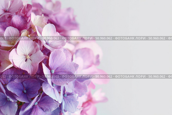 Hydrangea blooming. Purple pink heads of hydrangea flower petals. Beautiful Landscaping trend. Shrubbery blooms. Closeup hydrangea flowers. Space for text. Abstract minimal design. Soft shadow. Card. Стоковое AI-изображение, AI-художник Марина Демидюк / Фотобанк Лори