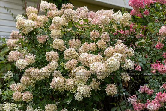 Hydrangea paniculata Vanille Fraise on a stem. Стоковое фото, фотограф Ольга Сейфутдинова / Фотобанк Лори