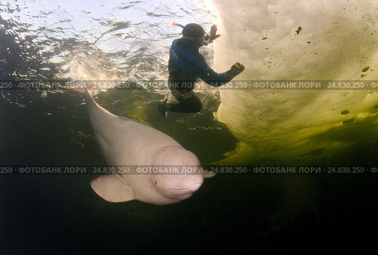 Ice diving with white whale, Beluga whale ( Delphinapterus leucas) in Arctic, Russia, Russian north, north, Kareliya, White sea. Стоковое фото, фотограф Некрасов Андрей / Фотобанк Лори
