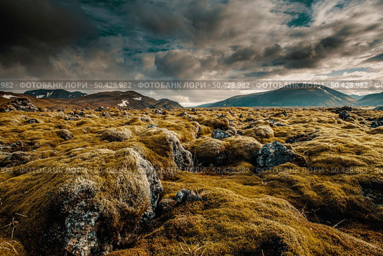 Icelandic moss cover volcanic rocks9. Стоковое фото, агентство Ingram Publishing / Фотобанк Лори