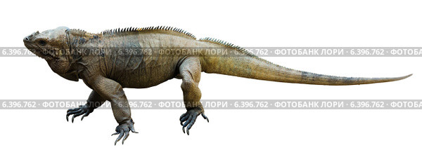 Iguana rhinoceros. Стоковое фото, фотограф Яков Филимонов / Фотобанк Лори