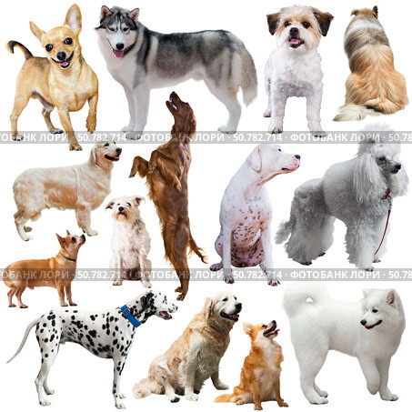 Image of dogs of different breeds. Стоковое фото, фотограф Яков Филимонов / Фотобанк Лори
