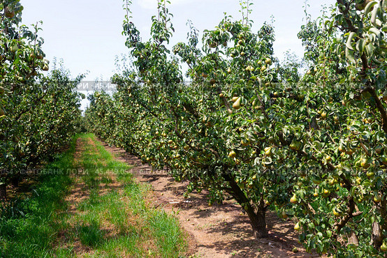 Image of rows with pear trees with fruits. Стоковое фото, фотограф Яков Филимонов / Фотобанк Лори