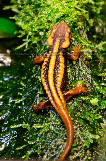 Императорский тритон Mandarin Newt / Tylototriton shanjing. Стоковое фото, фотограф Галина Савина / Фотобанк Лори
