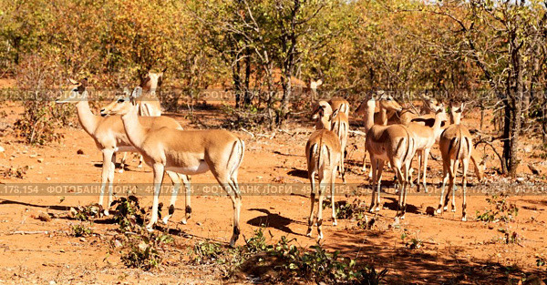 in kruger parck south africa wild impala in the winter bush. Стоковое фото, агентство Ingram Publishing / Фотобанк Лори