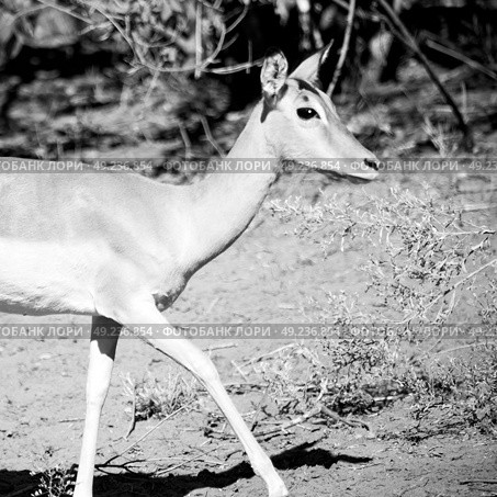 in kruger parck south africa wild impala in the winter bush. Стоковое фото, агентство Ingram Publishing / Фотобанк Лори