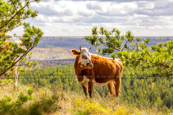 in late autumn, a young cow walks along the slopes of the mountains of the Southern Urals, the Republic of Bashkortostan. Стоковое фото, фотограф Акиньшин Владимир / Фотобанк Лори