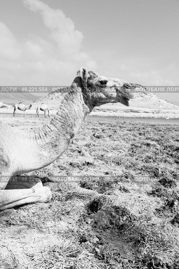 in oman empty quarter of desert a free dromedary    near the  sea. Стоковое фото, агентство Ingram Publishing / Фотобанк Лори