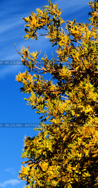 in south africa  wildlife  mimosa  plant and tree in the national park. Стоковое фото, агентство Ingram Publishing / Фотобанк Лори