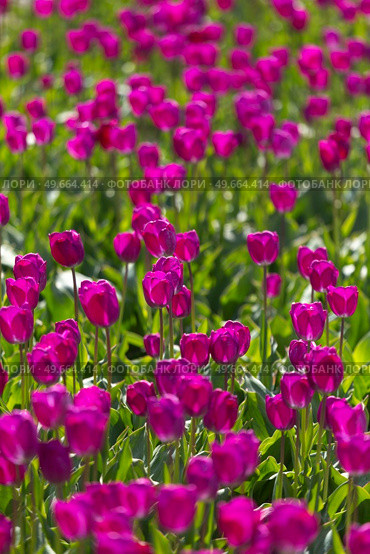 in spring fields of purple tulips bloom in Europe. Стоковое фото, агентство Ingram Publishing / Фотобанк Лори