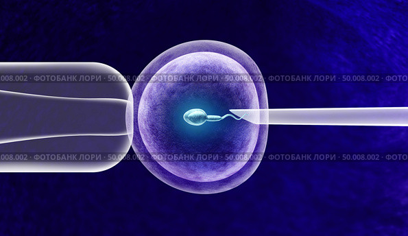 In vitro fertilization or IVF fertility treatment and artificial insemination with a human egg cell and sperm helping with infertility issues as a 3D illustration. Стоковое фото, агентство Ingram Publishing / Фотобанк Лори