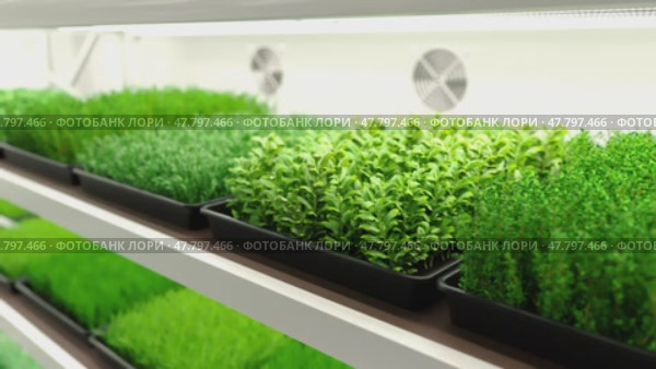 Indoor vertical farm. Spice and seasoning. Parsley, dill, basil, onion, rosemary, mint, thyme. Hydroponic microgreens plant factory. Led lights. 3d illustration. Стоковая анимация, аниматор Николай Евсюков / Фотобанк Лори