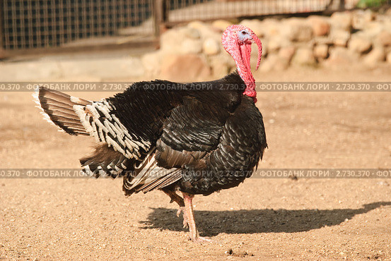 Индюк (Meleagris gallopavo) Стоковое фото, фотограф Алёшина Оксана / Фотобанк Лори