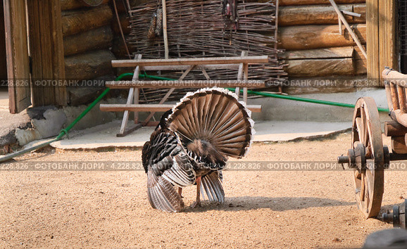 Индюк (Meleagris gallopavo) распустил перья на птичьем дворе. Стоковое фото, фотограф Алёшина Оксана / Фотобанк Лори