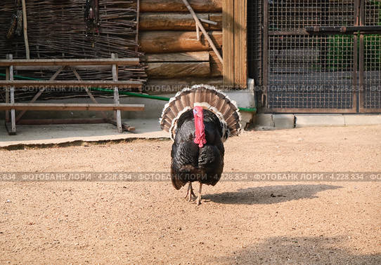 Индюк (Meleagris gallopavo) распустил перья на птичьем дворе. Стоковое фото, фотограф Алёшина Оксана / Фотобанк Лори