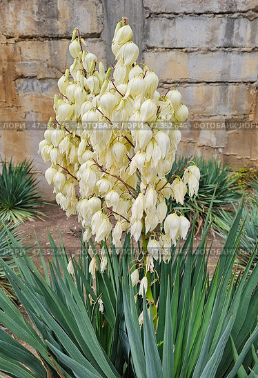 Inflorescences of Yucca filamentosa. Vertical view. Стоковое фото, фотограф Саблин Станислав / Фотобанк Лори