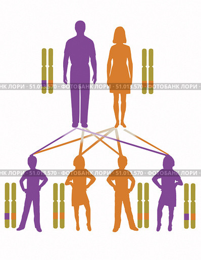 Infographic showing inheritance pattern for autosomal dominant genes. Стоковое фото, фотограф Elise Walmsley-MacWha/Stocktrek Images / ТАСС / Фотобанк Лори