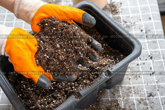 Ingredients for the soil of home potted plants, peat, earth, sand, perlite, vermiculite, coconut. A mixture for planting plants in a pot florist's gloved hands are mixing in a container. Стоковое фото, фотограф Ольга Симонова / Фотобанк Лори