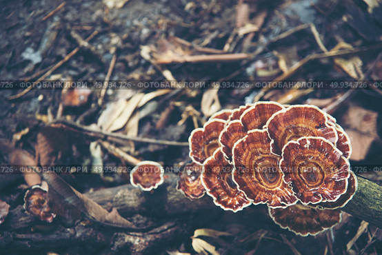 Inonotus obliquus fungai, Khao Yai National Park tropical forest, Thailand. Стоковое фото, агентство Ingram Publishing / Фотобанк Лори