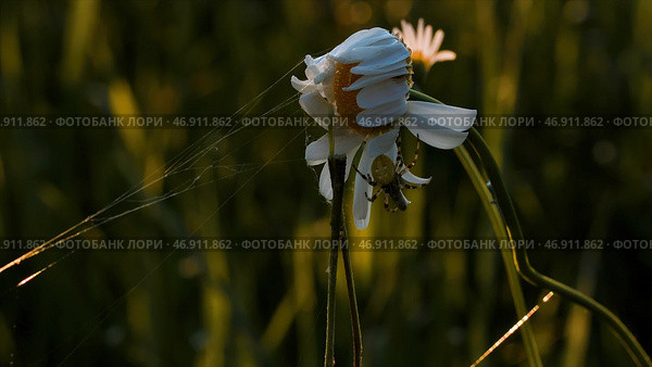 Insect spider sits on flower chamomile on blurred summer meadow background. Стоковое фото, фотограф David Kashakhi / Фотобанк Лори