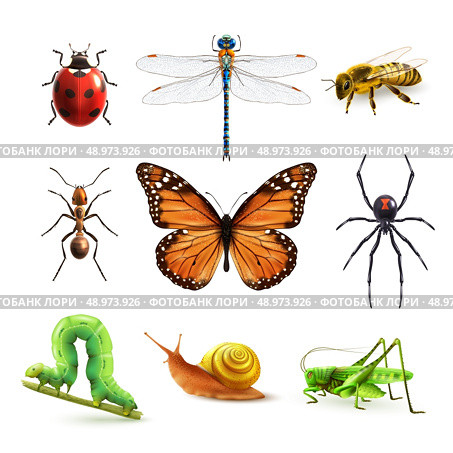 Insects realistic colored decorative icons set with ladybug snail wasp isolated vector illustration. Стоковая иллюстрация, агентство Ingram Publishing / Фотобанк Лори