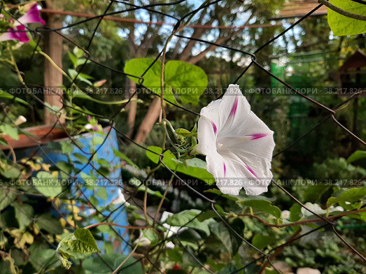 Ипомея пурпурная Шива (Ipomoea purpurea)  обвивает забор в октябре. Стоковое фото, фотограф Ольга В. / Фотобанк Лори