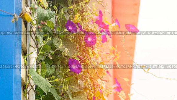 Ipomoea purpurea. Private house with a veranda. Wall of a house with climbing plants protects from hot weather. Close-up, flowers of a plant on a street veranda on a summer day. Стоковое фото, фотограф Скрипачев Антон / Фотобанк Лори