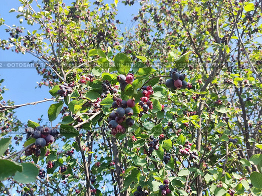 Ирга (лат. Amelanchier), или "сибирский виноград". Плод — яблоко, синевато-чёрное или красновато-фиолетовое, с сизым налётом, диаметром до 10 мм, съедобное, медово-сладкое. Стоковое фото, фотограф Сергей Елизарьев / Фотобанк Лори