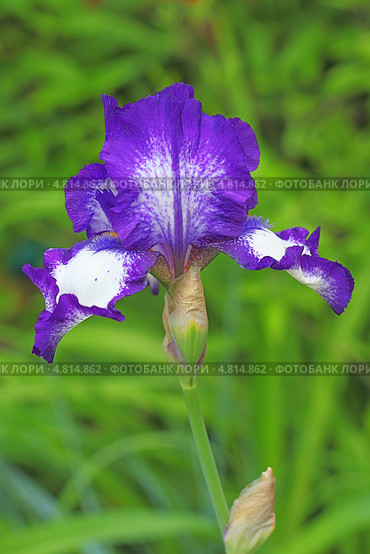 Ирис бородатый (Iris barbata) Стоковое фото, фотограф Евгений Мухортов / Фотобанк Лори