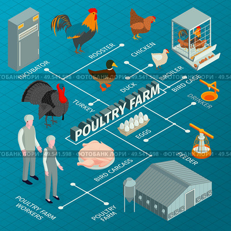 Isometric poultry farm flowchart composition with images of farm animals with worker characters feeders and incubators vector illustration. Стоковая иллюстрация, агентство Ingram Publishing / Фотобанк Лори