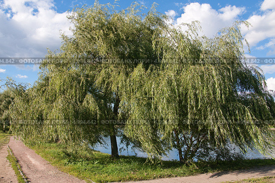 Ива белая (Salix alba) Стоковое фото, фотограф Алёшина Оксана / Фотобанк Лори