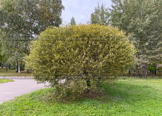 Ива ломкая (Salix fragilis) (2021 год). Стоковое фото, фотограф Мария Кылосова / Фотобанк Лори