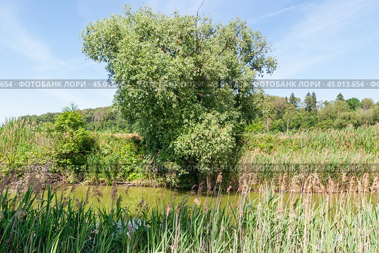 Ива (Salix) на берегу реки Сестры (2019 год). Стоковое фото, фотограф Алёшина Оксана / Фотобанк Лори