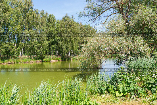 Ива (Salix) на заросшем берегу реки. Стоковое фото, фотограф Алёшина Оксана / Фотобанк Лори