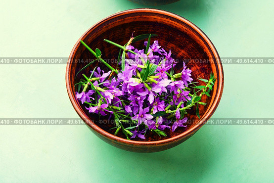 Ivan tea in a bowl.Blooming willow herb in herbal medicine.Medicative blooming sally. Willow-herb or blooming sally. Стоковое фото, агентство Ingram Publishing / Фотобанк Лори