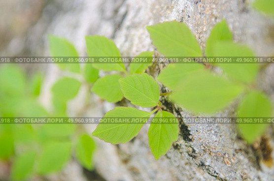 ivy. Стоковое фото, агентство Ingram Publishing / Фотобанк Лори