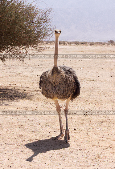 Израиль. Заповедник Хай-Бар Йотвата. Африканский страус (Struthio camelus) (2013 год). Стоковое фото, фотограф Светлана Зотеева / Фотобанк Лори