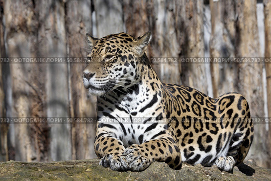 Jaguar, Panthera onca is a huge South American beast. Стоковое фото, агентство Ingram Publishing / Фотобанк Лори