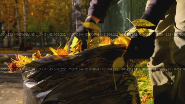 Janitor removes autumn leaves into a bag. Seasonal work in the yard. Стоковое видео, видеограф Дмитрий Кобзев / Фотобанк Лори