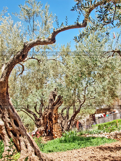 Jerusalem-Garden of Gethsemane. Стоковое фото, агентство Ingram Publishing / Фотобанк Лори