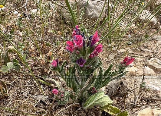 Judean viper's bugloss (lat.- Echium judaeum) Стоковое фото, фотограф Irina Opachevsky / Фотобанк Лори