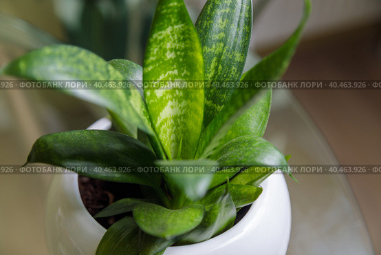 Juicy green ficus leaves in a flower pot. Home plant. Стоковое фото, фотограф Юрий Поздников / Фотобанк Лори