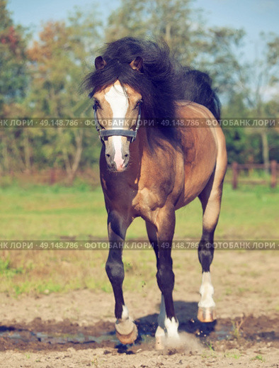 Jumping  buckskin welsh pony at  freedom. Стоковое фото, агентство Ingram Publishing / Фотобанк Лори