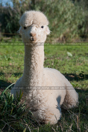 Juvenile alpaca resting. Стоковое фото, агентство Ingram Publishing / Фотобанк Лори