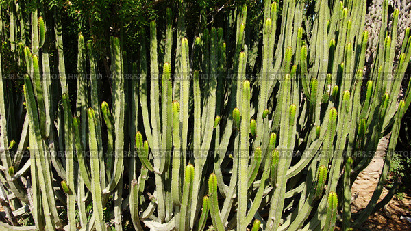 Кактусы в Ботаническом саду Арготти во Флориане. Валлетта. Мальта. (Cactuses in Argotti Botanic Gardens in Floriana. Valletta. Malta.) (2018 год). Стоковое фото, фотограф Igor Bakirov / Фотобанк Лори